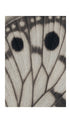 Butterfly Wing Art Print