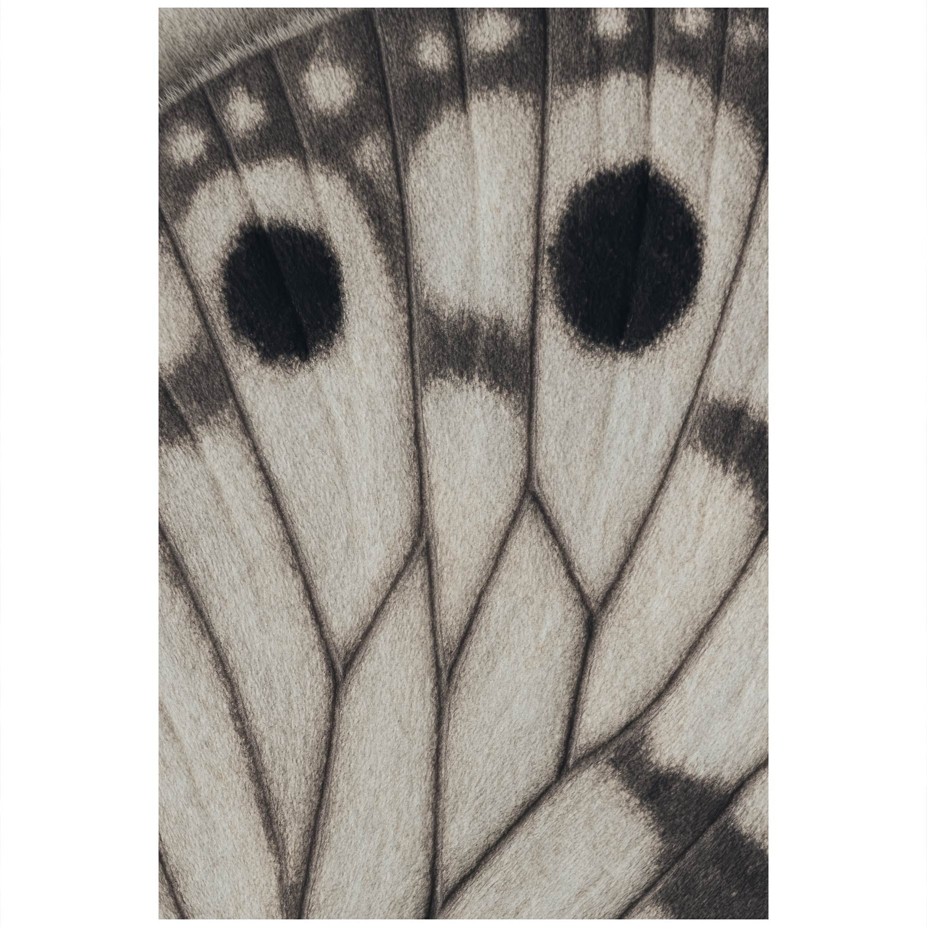 Butterfly Wing Art Print