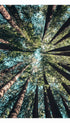 California Redwood Poster