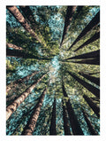 California Redwood Poster