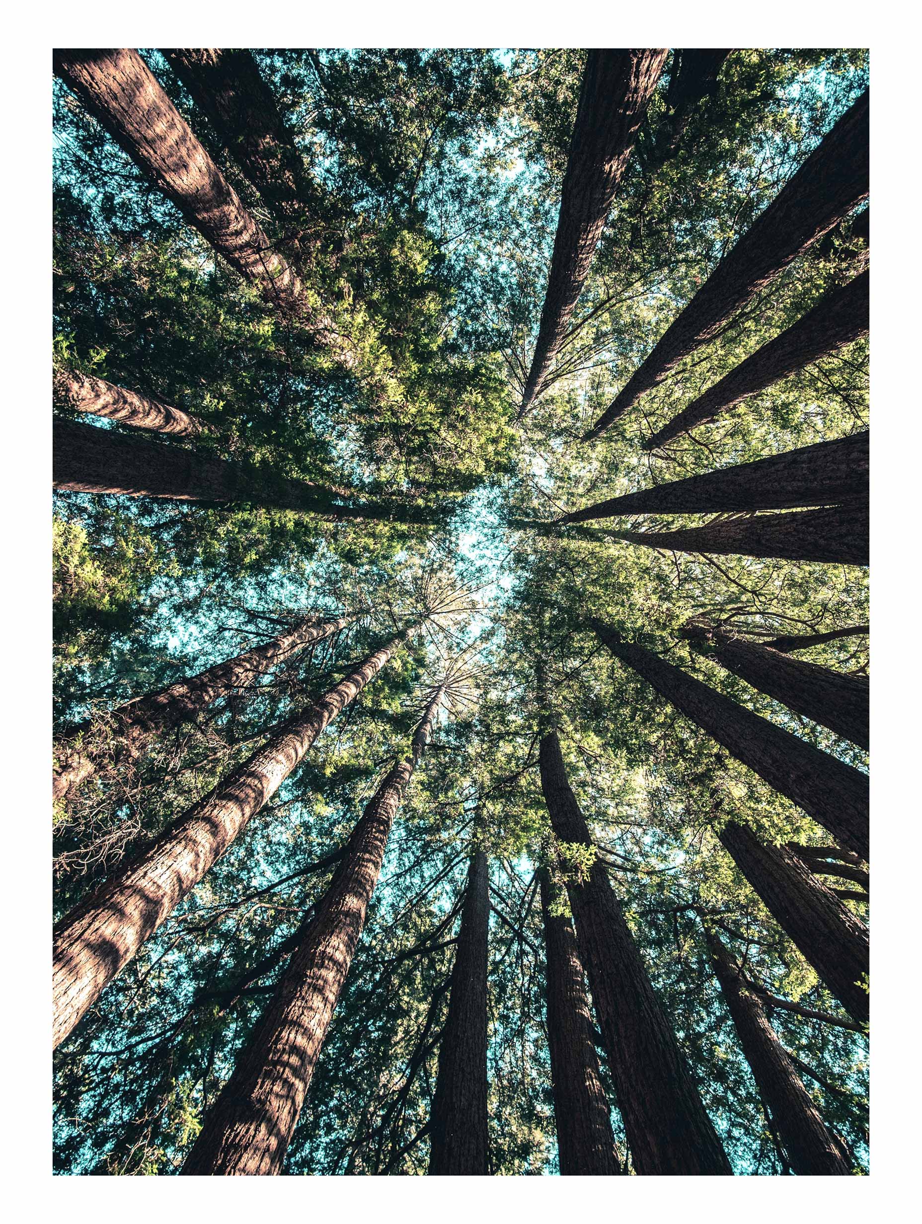 California Redwood Poster