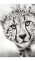 Cheetah Black and White Animal Poster