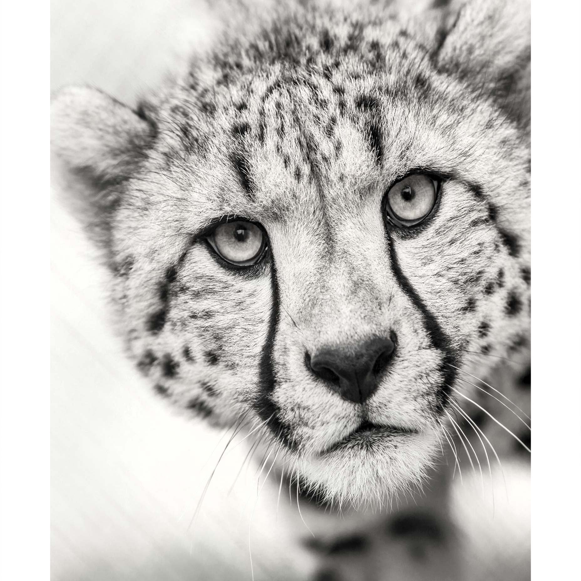 Cheetah Black and White Animal Poster