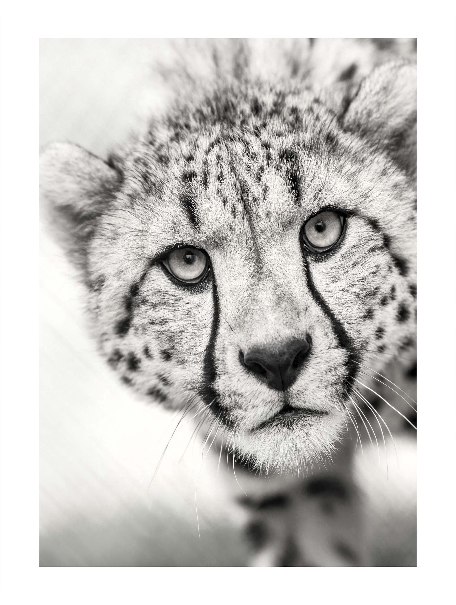 Cheetah Black and White Animal Poster