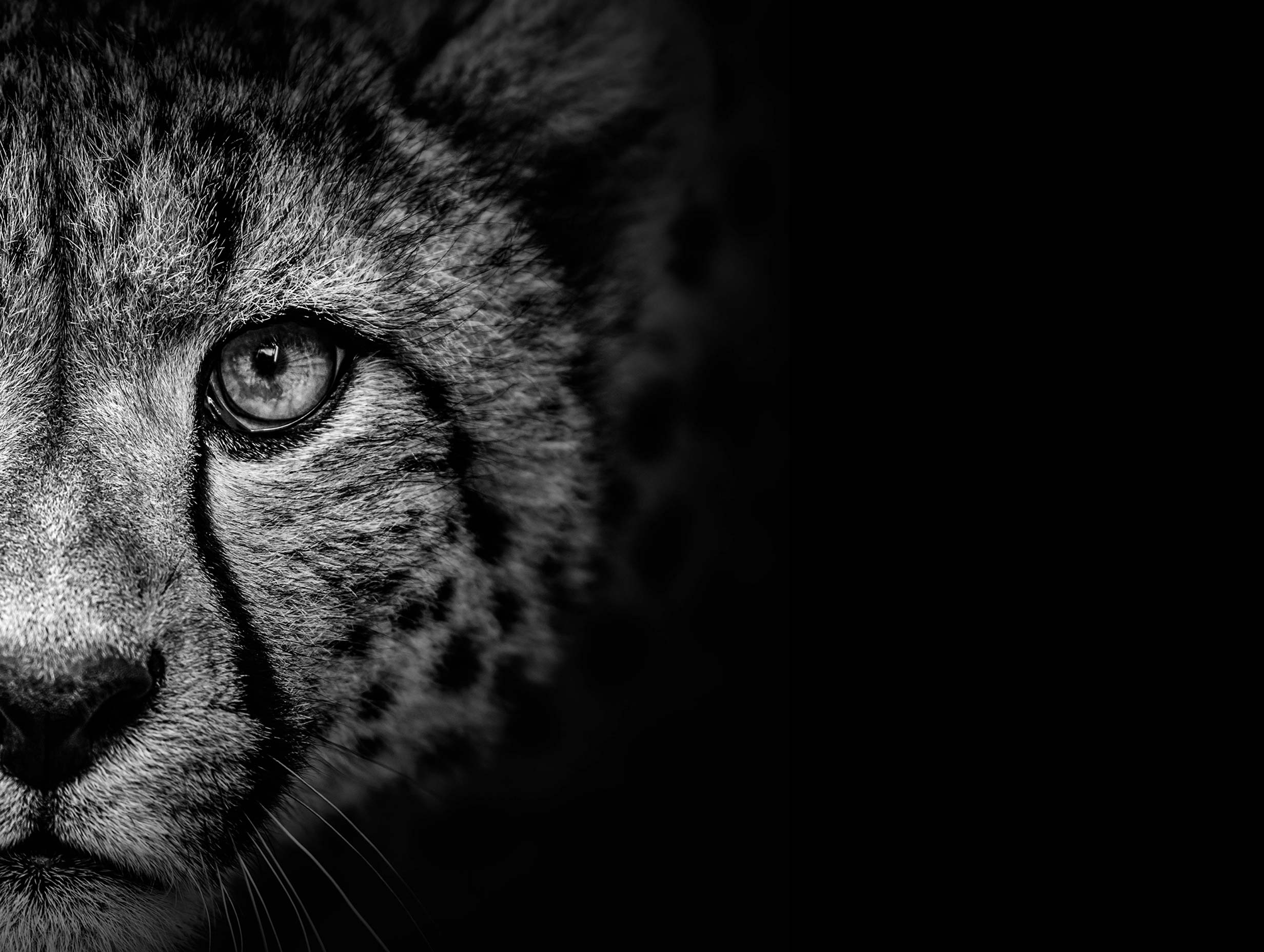 Cheetah Eye Black and White Portrait Poster