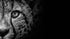 Cheetah Eye Black and White Portrait Poster