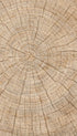 Cracked Wooden Log