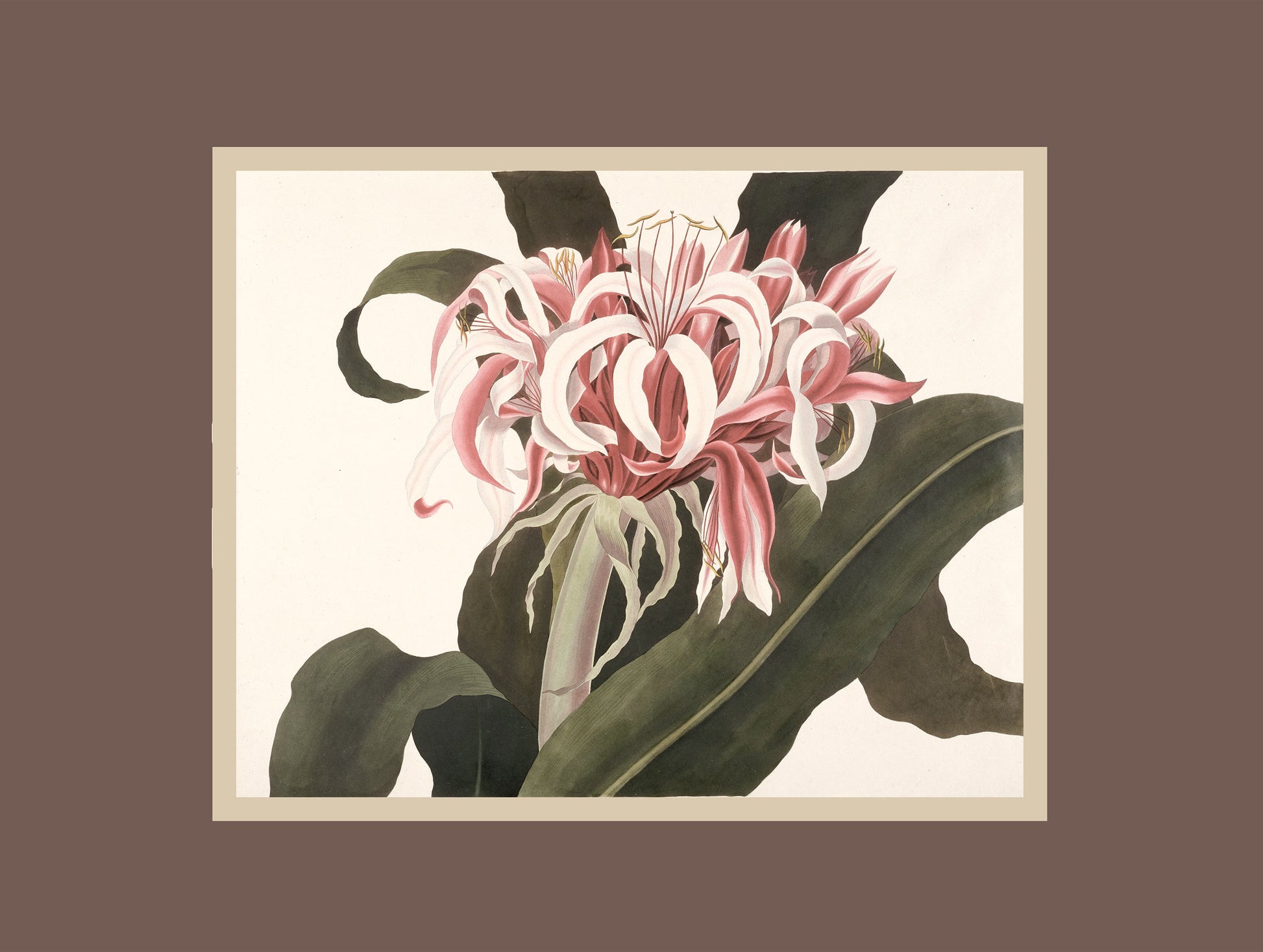 Crinum Augustum Flower Art Print