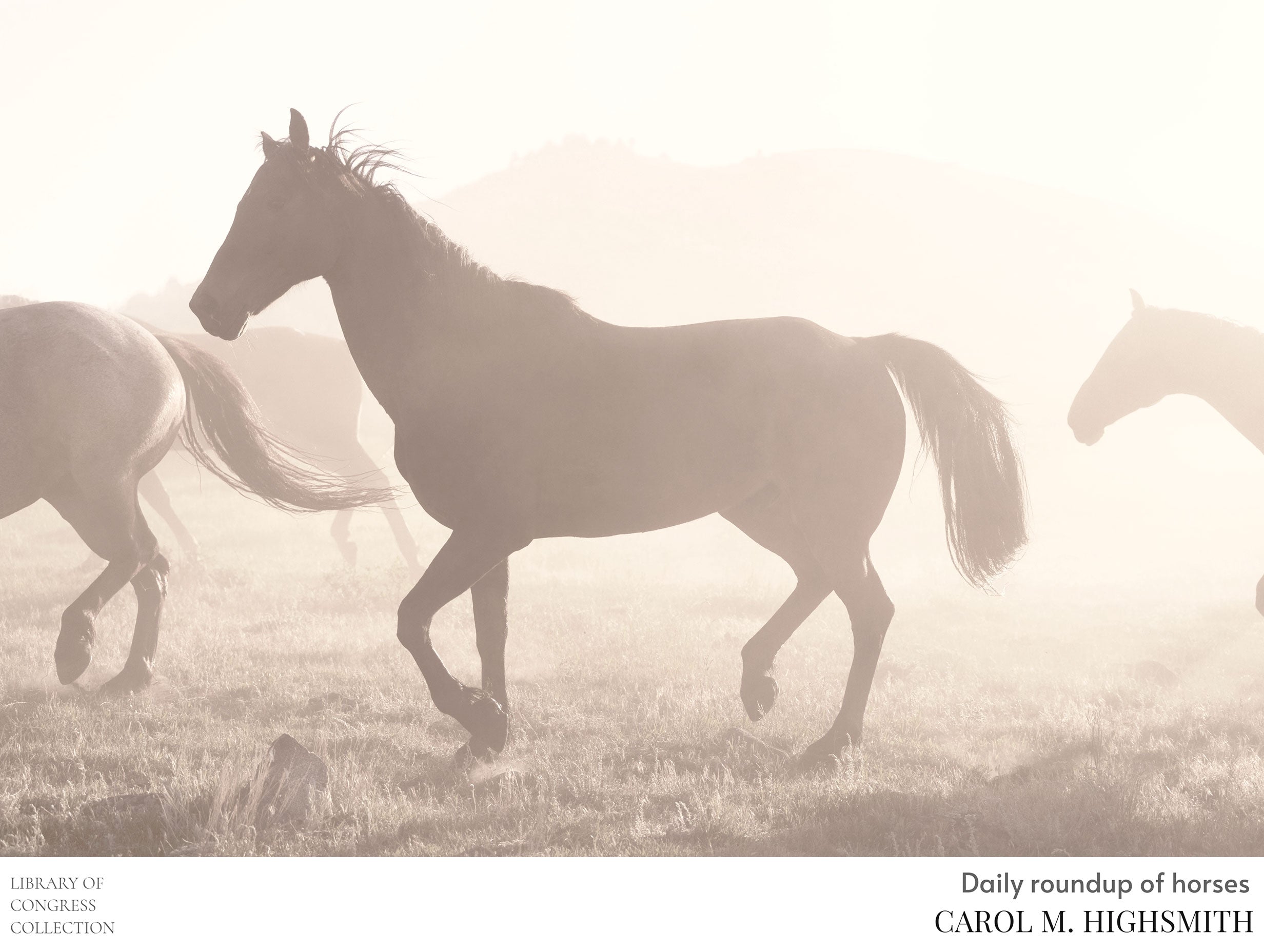 Daily Roundup of Horses Carol M. Highsmith Poster
