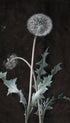 Dandelion Barbara Regina Dietzsch Art Print