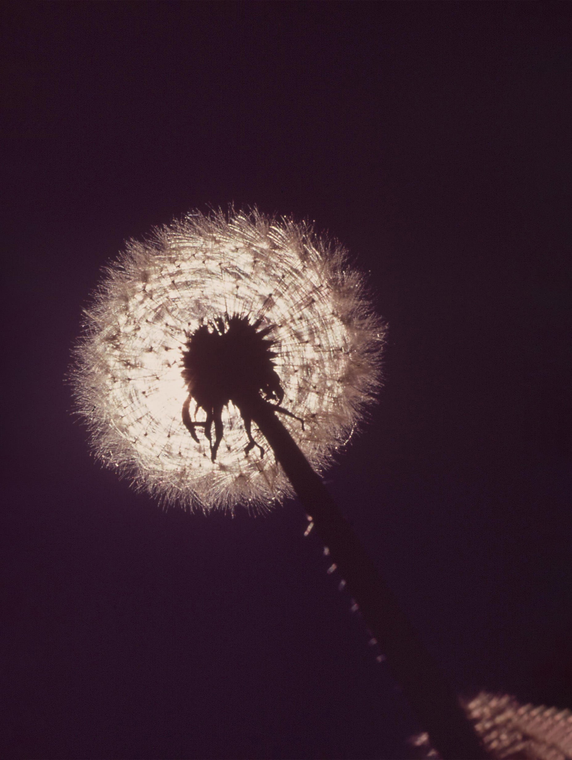 Dandelion Flower Poster