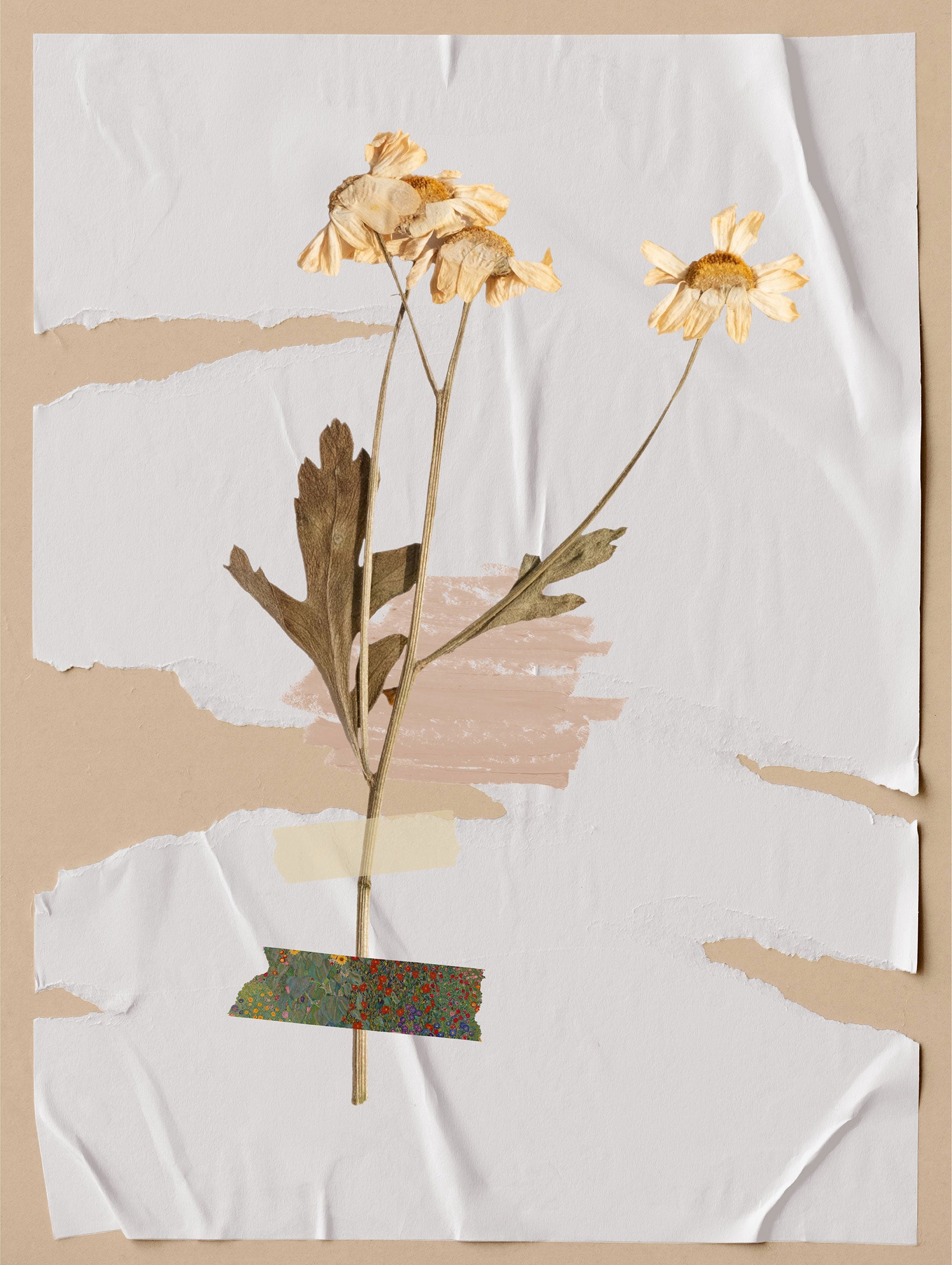 Dried Daisy Flower Poster