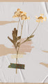 Dried Daisy Flower Poster