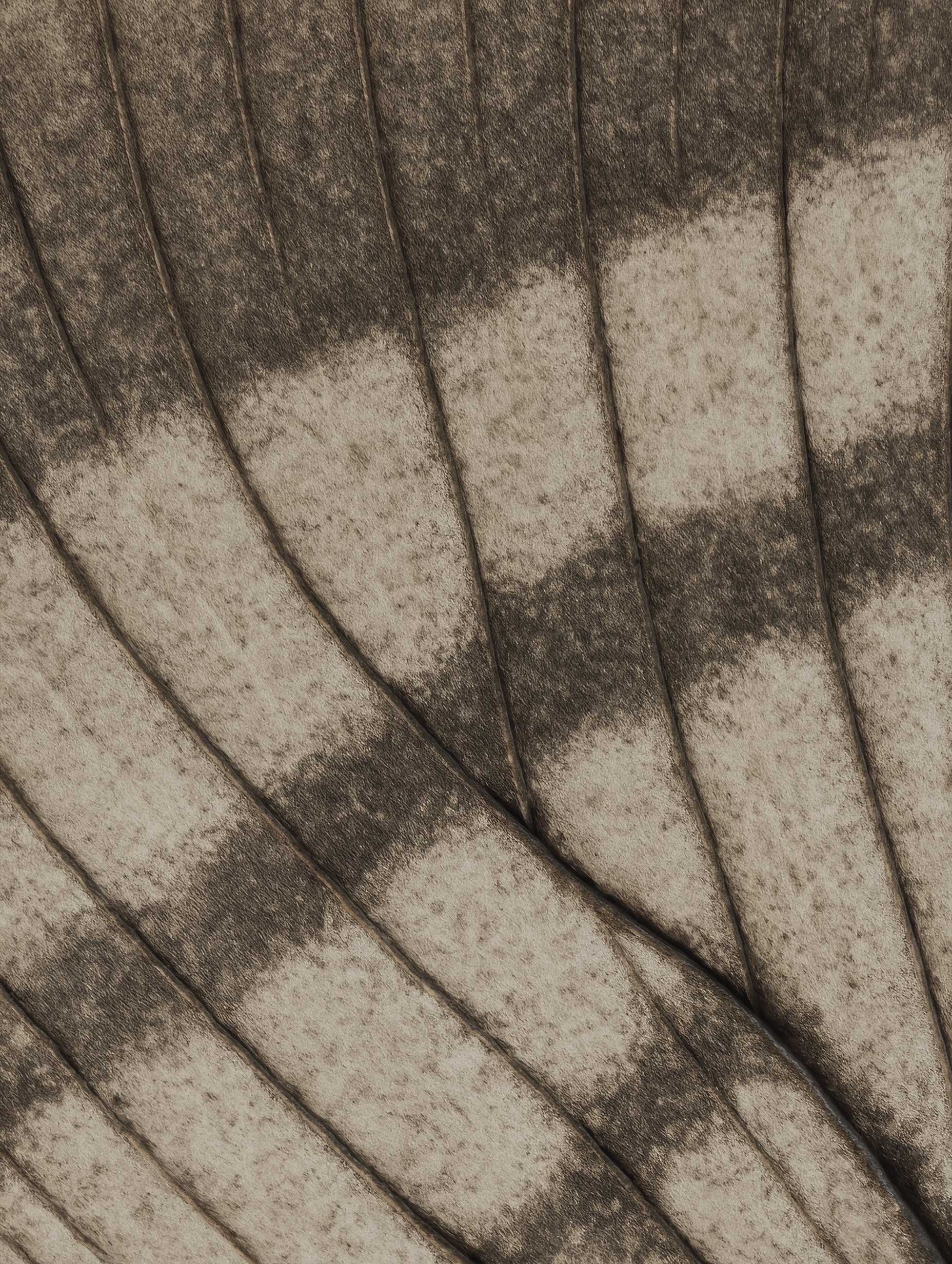 Dried Leaf Patterns Art Print