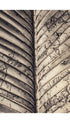 Dried Palm Leaf Art Print