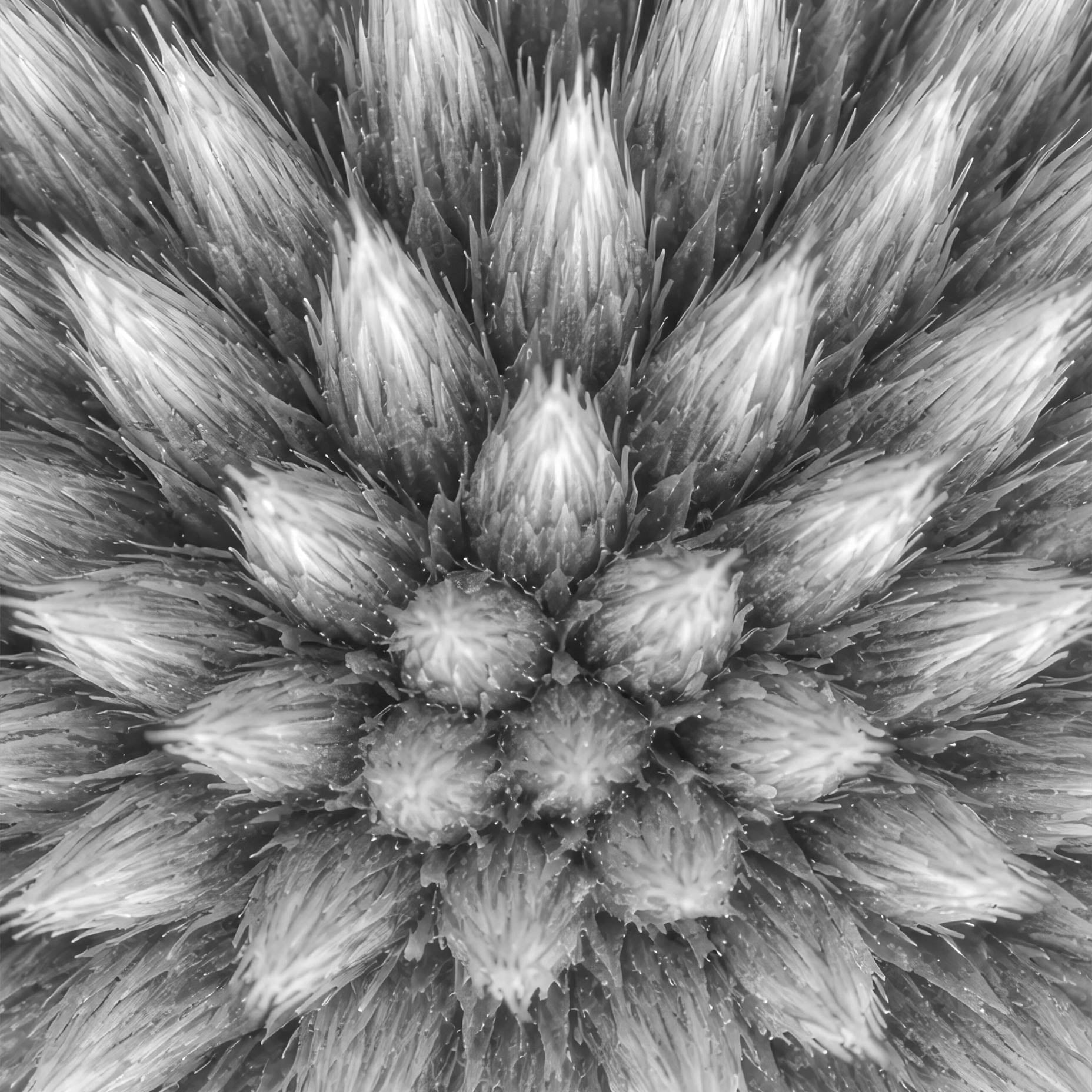 Echinops Head Benedict Ramos Art Print