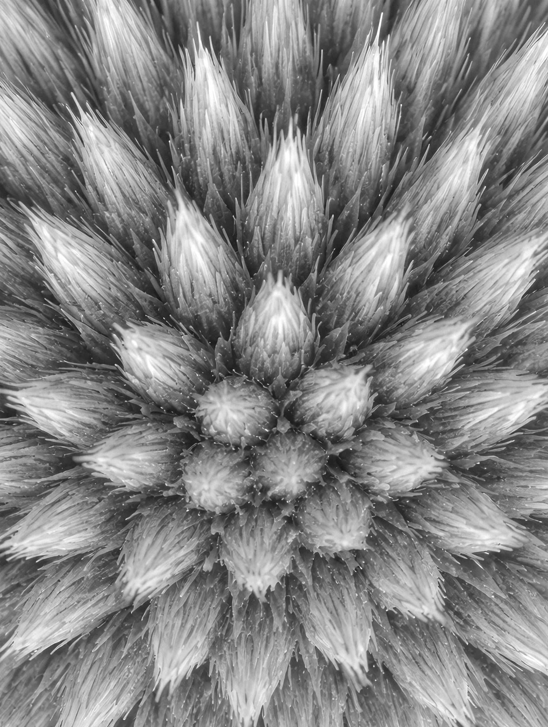 Echinops Head Benedict Ramos Art Print