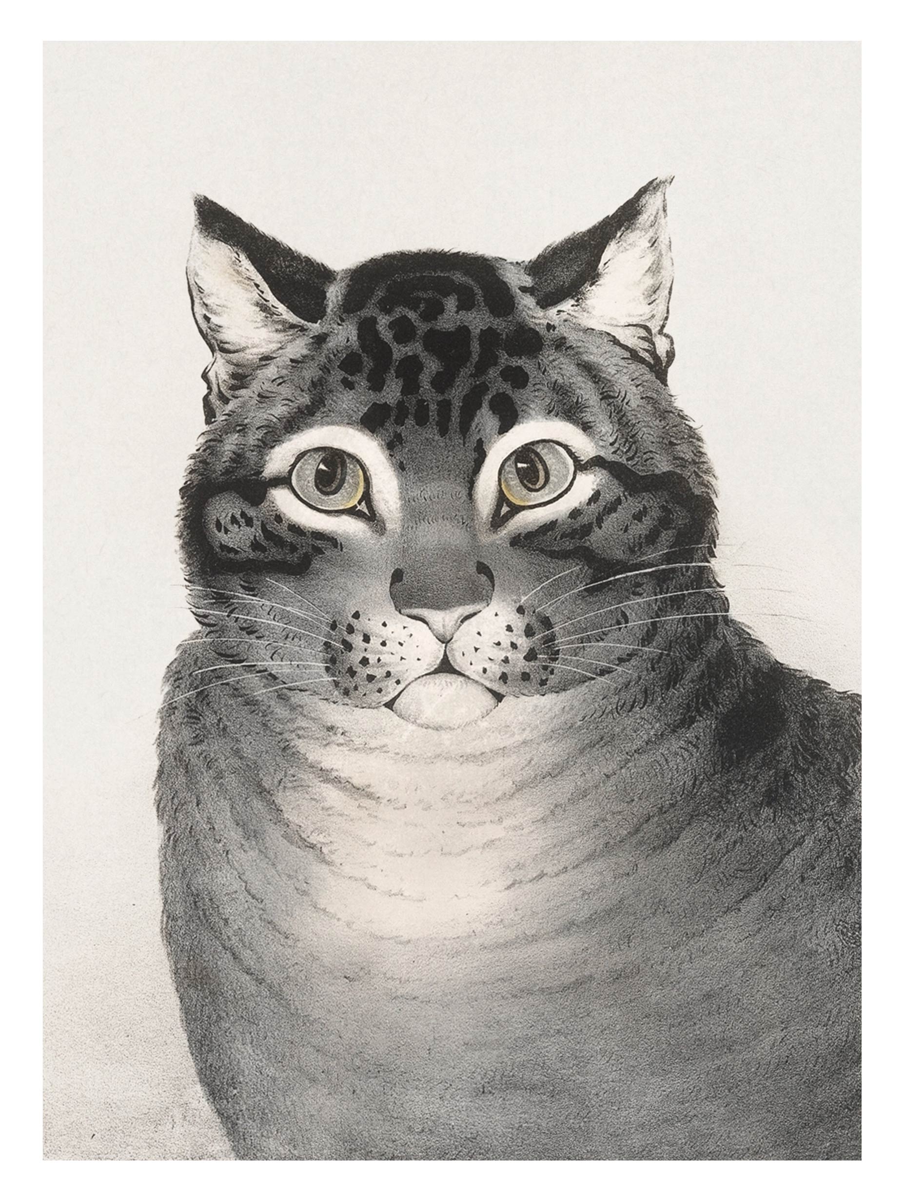 The Favorite Cat Nathaniel Currier Animal Art Print