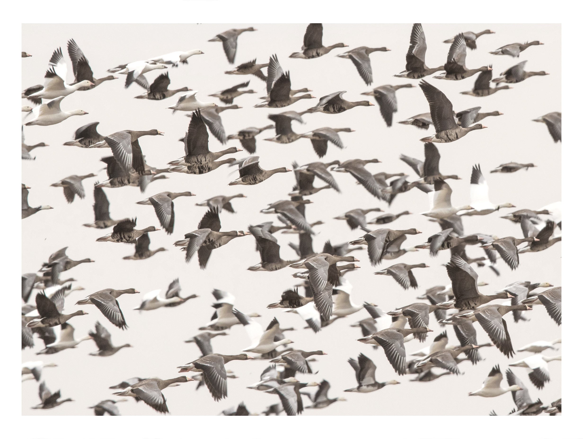 Flock of Geese Migration Animal Poster