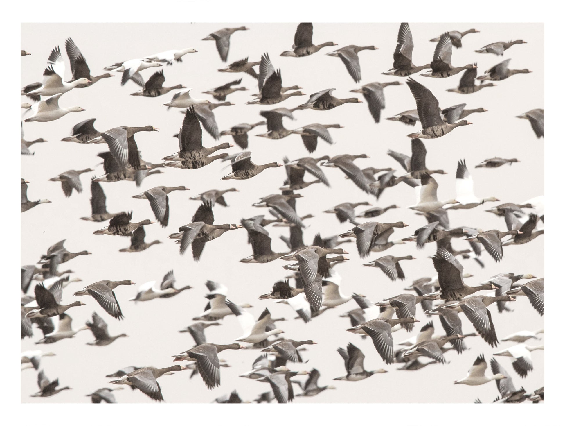 Flock of Geese Migration Animal Poster