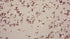 Flock of Snow Geese Poster