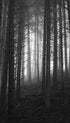 Forest Black and White Poster