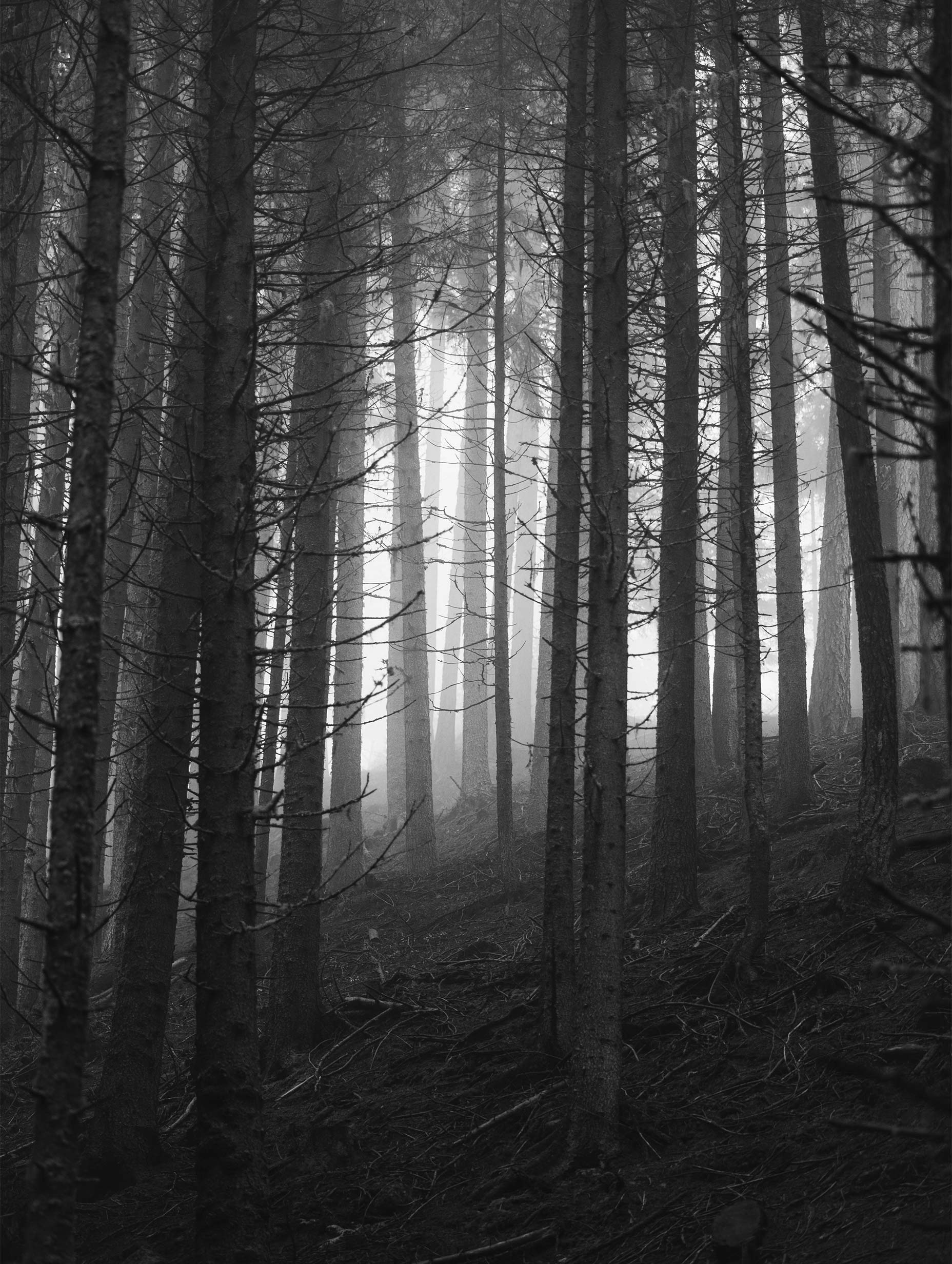 Forest Black and White Poster