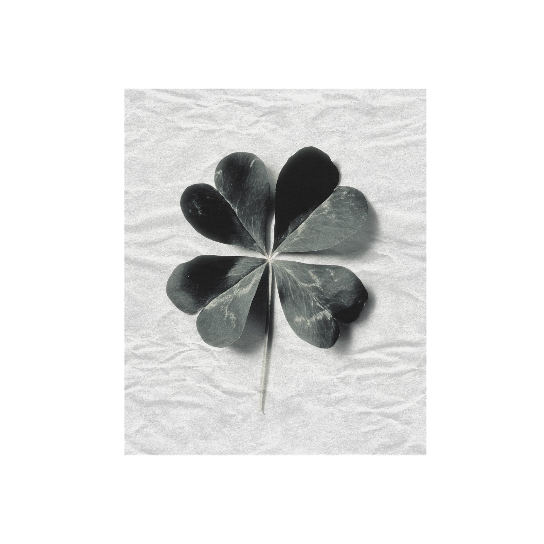 Four-Leaf Clover Leaf Art Print
