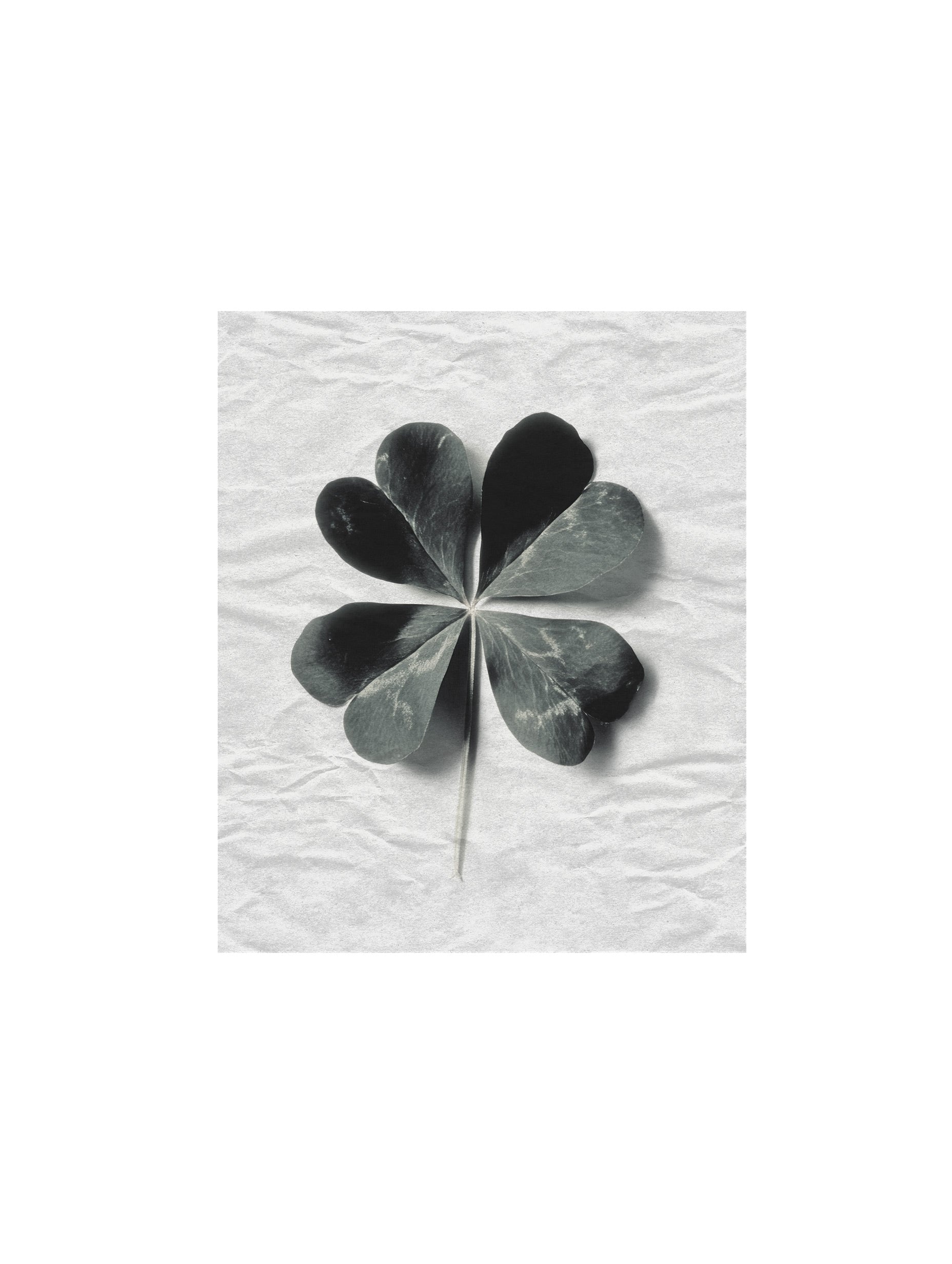 Four-Leaf Clover Leaf Art Print