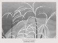 Frost from Momoyogusa Kamisaka Sekka Art Print No 2