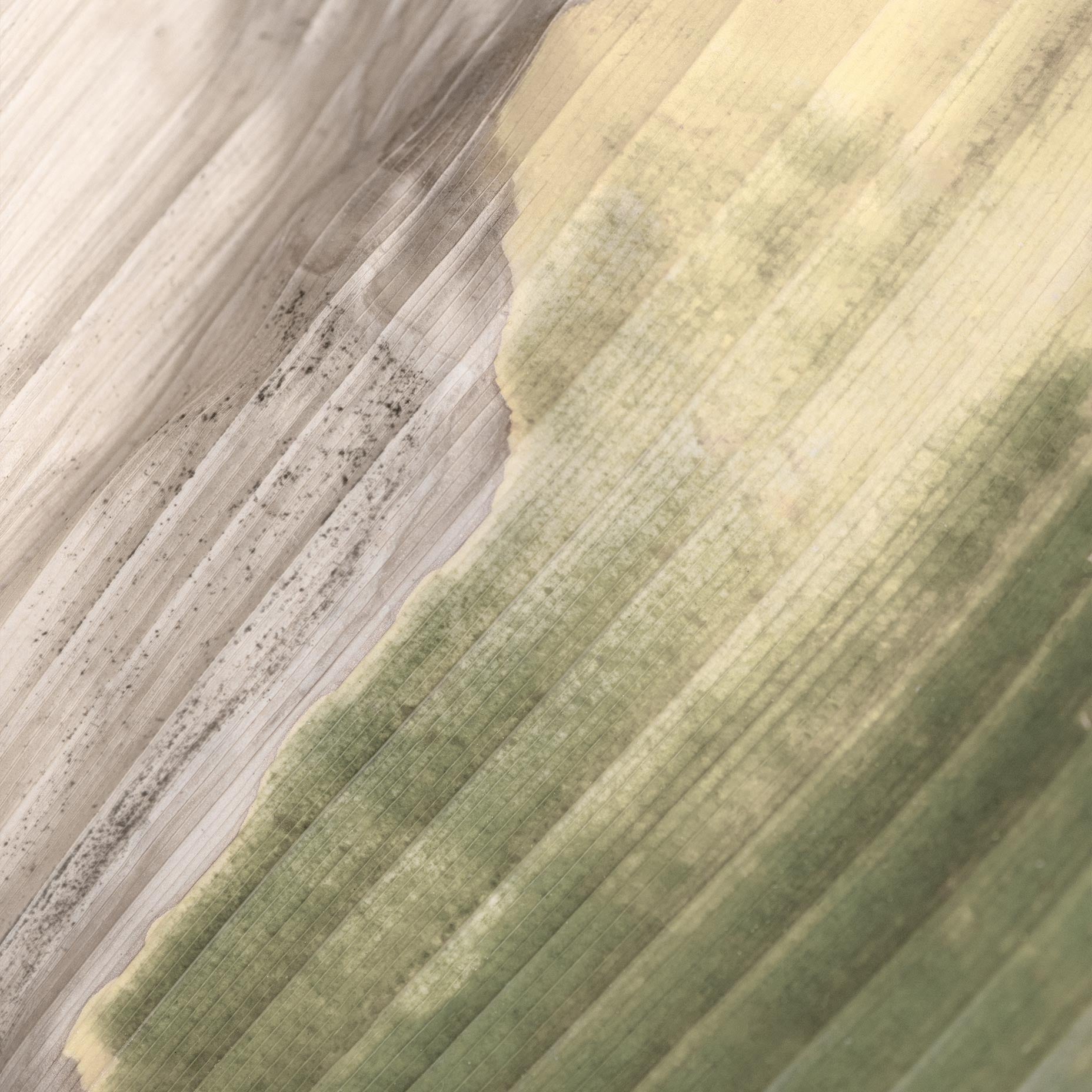 Goss’s Bacterial Wilt and Blight Botanical Poster