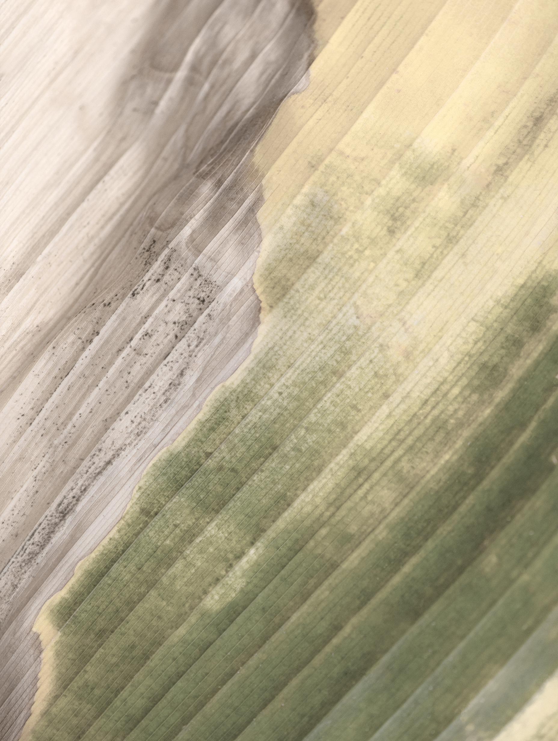 Goss’s Bacterial Wilt and Blight Botanical Poster