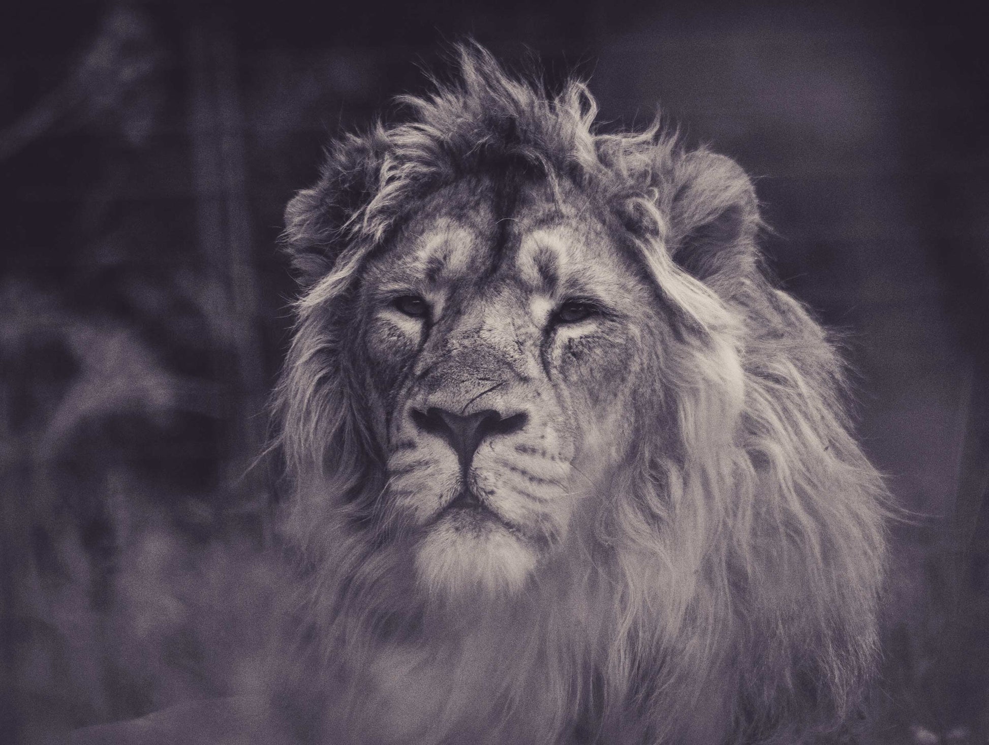 Grayscale Photography of Lion Animal Poster