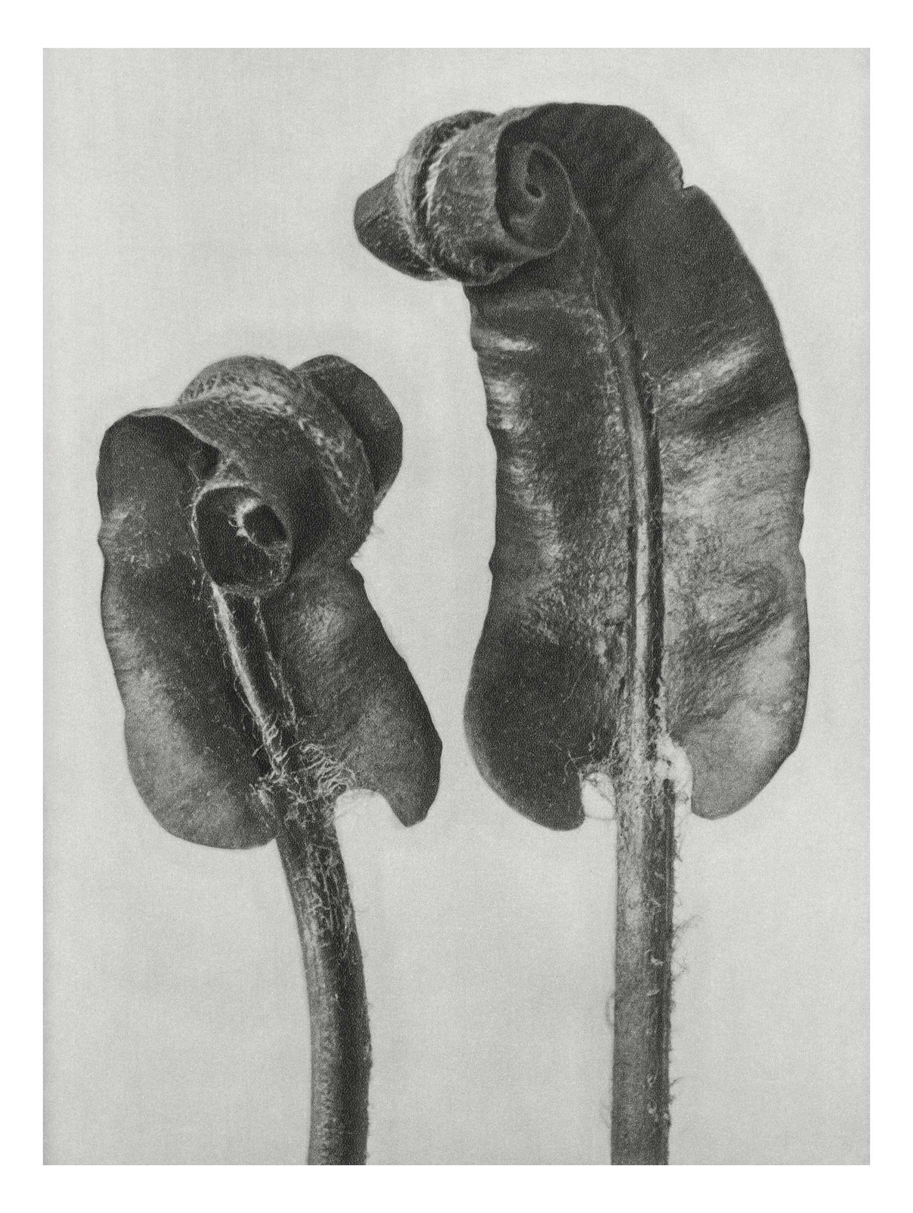 Hart's-Tongue Fern – Karl Blossfeldt