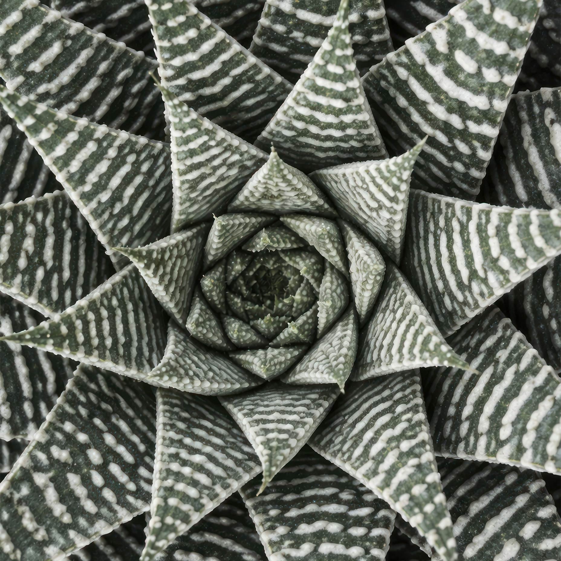 Haworthiopsis Limifolia Flower Poster