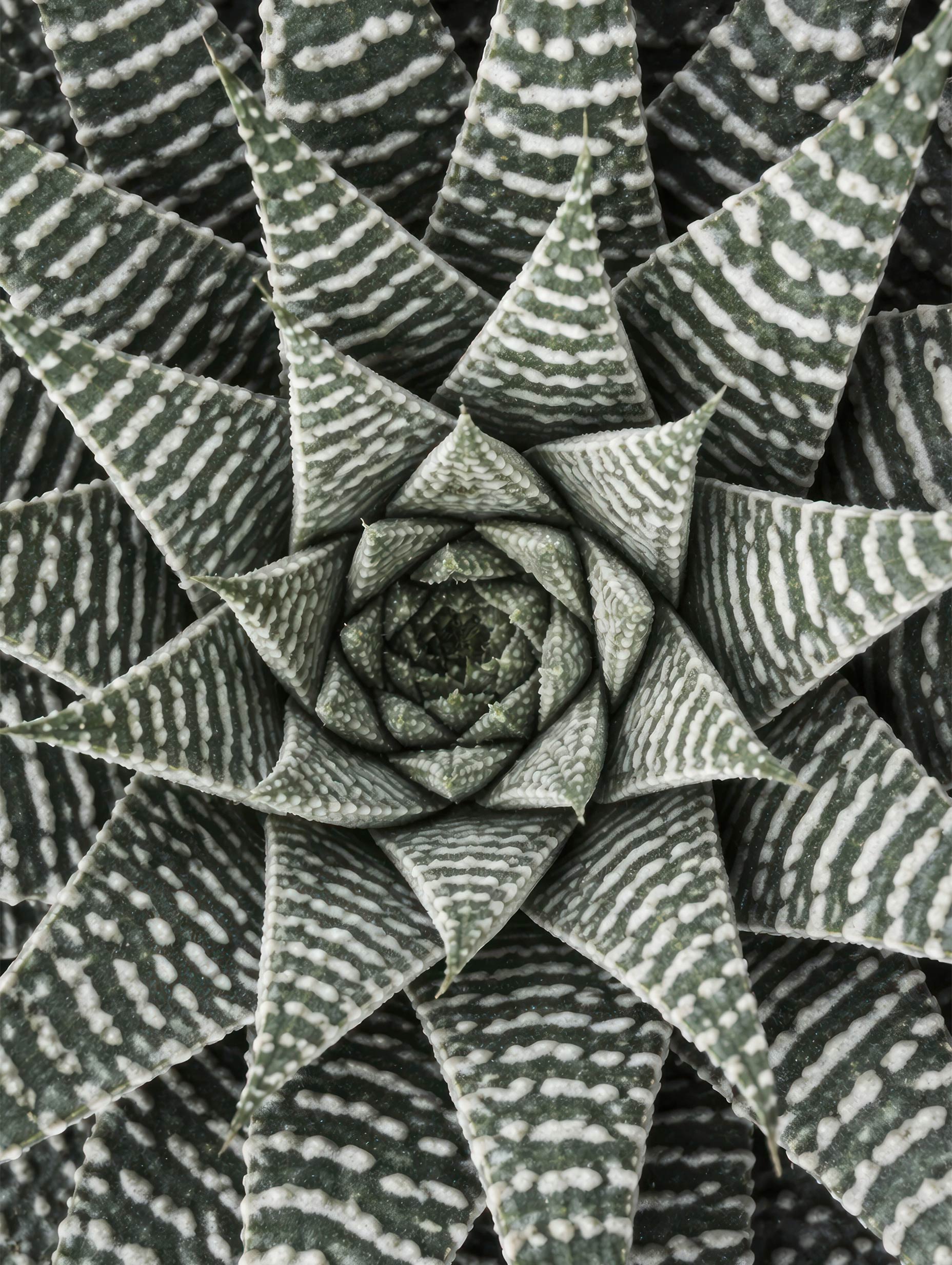 Haworthiopsis Limifolia Flower Poster