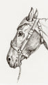 Head of a Horse - Jean Bernard