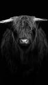 Highland Cow Black and White Poster