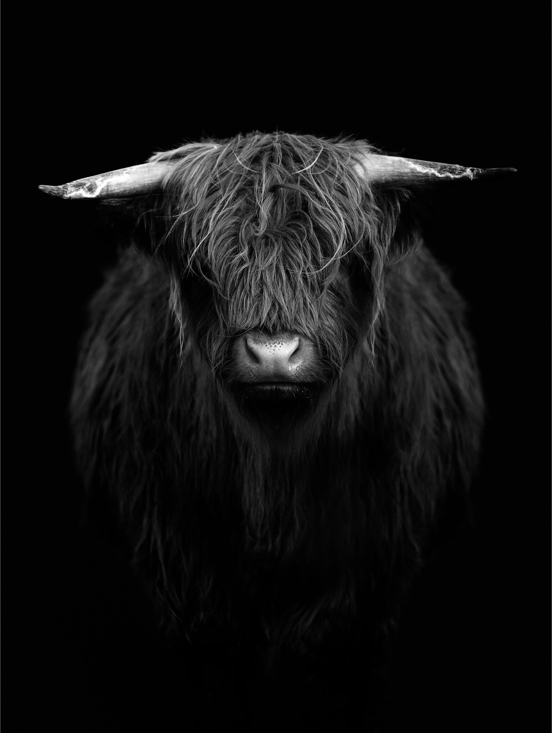 Highland Cow Black and White Poster
