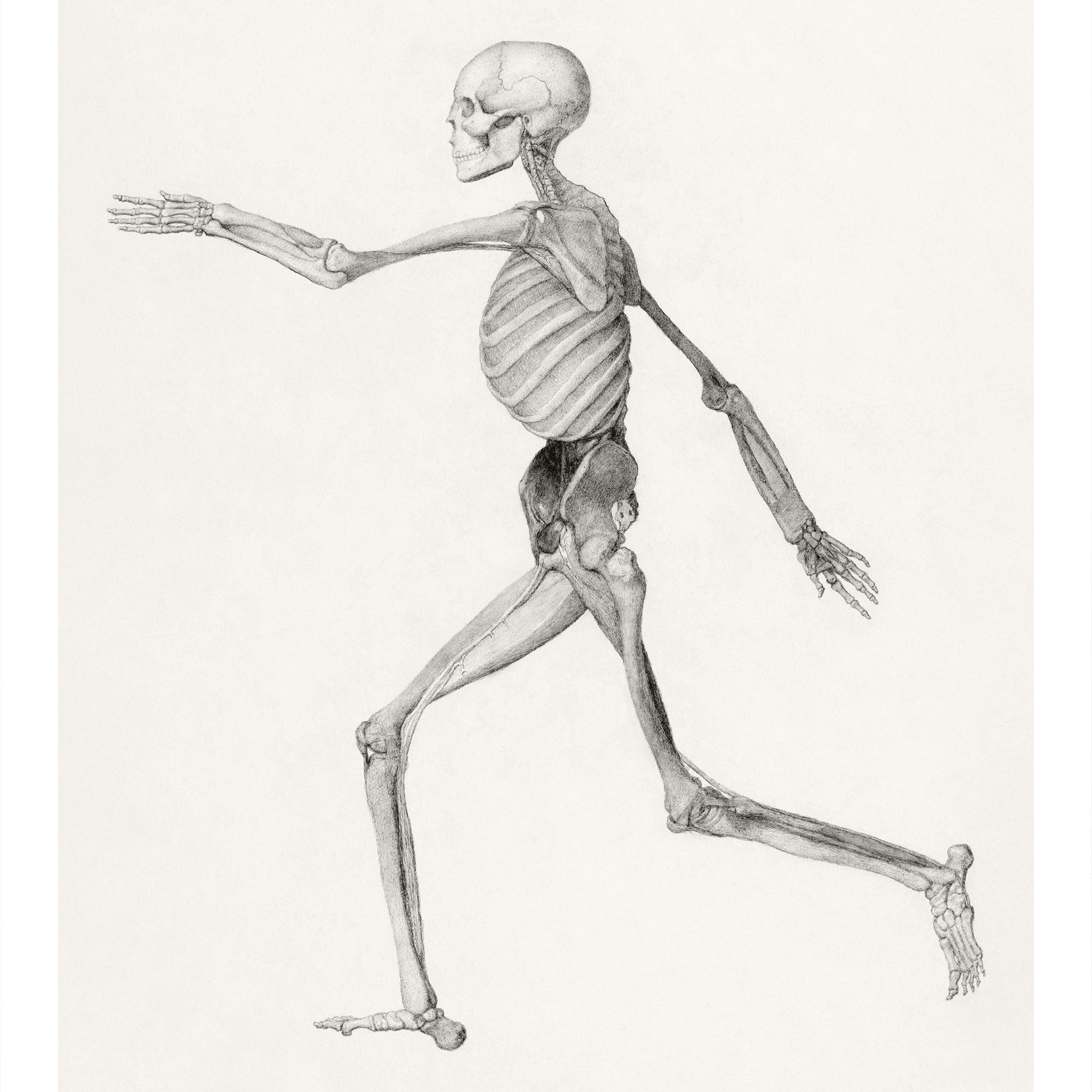 Human Figure, Lateral View George Stubbs Art Print