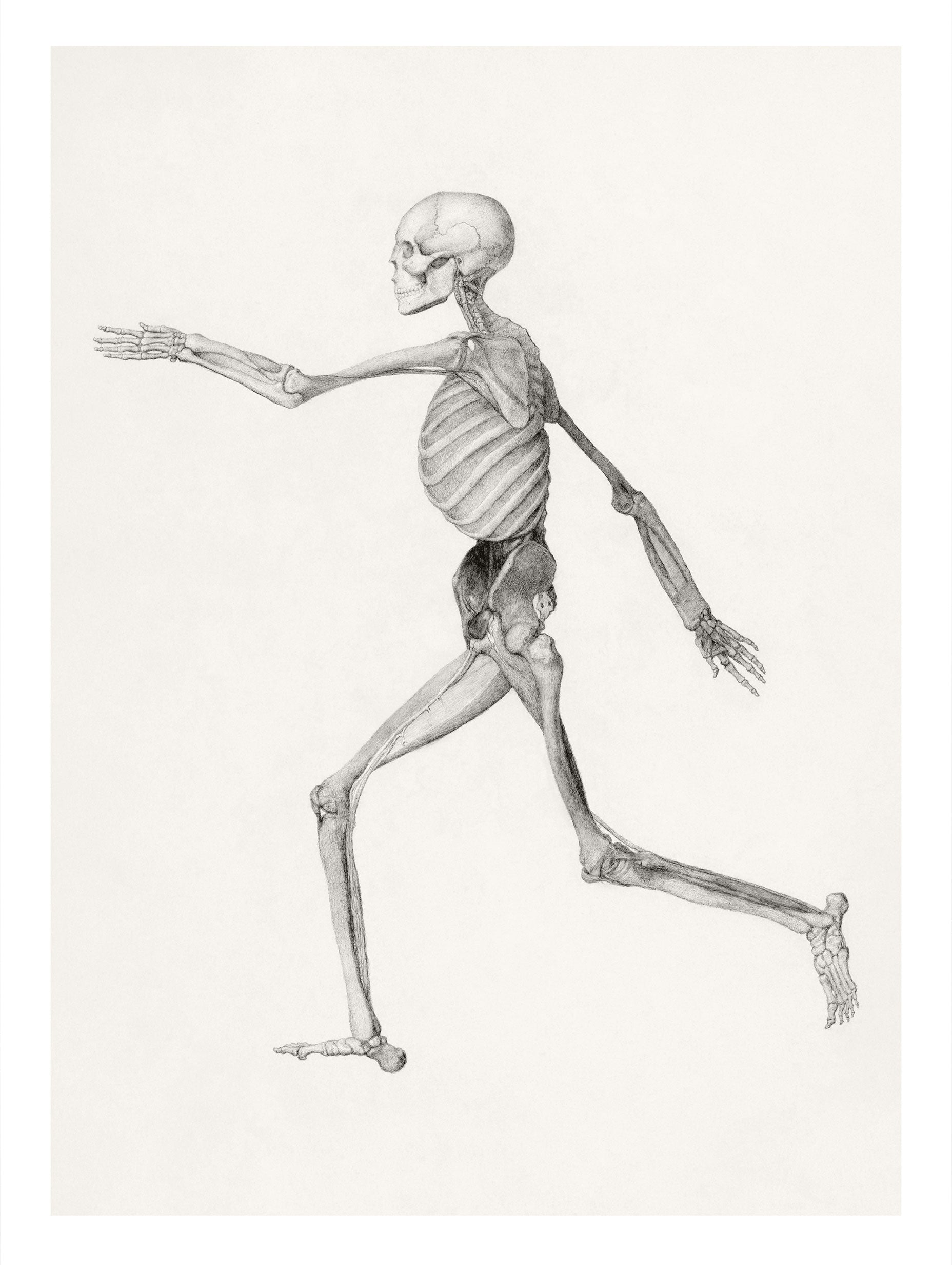 Human Figure, Lateral View George Stubbs Art Print