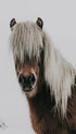 Icelandic Horse Animal Poster
