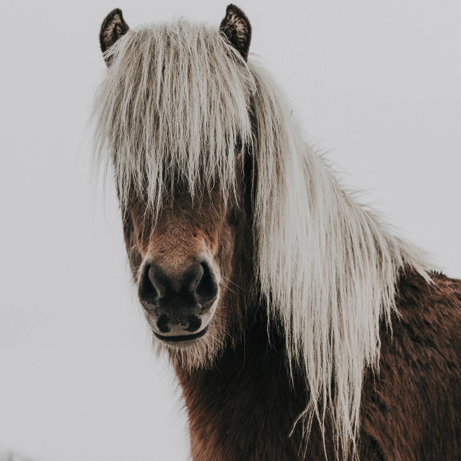 Icelandic Horse Animal Poster