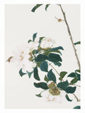 Insects and Flowers - Ju Lian