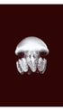 Jellyfish Animal Poster