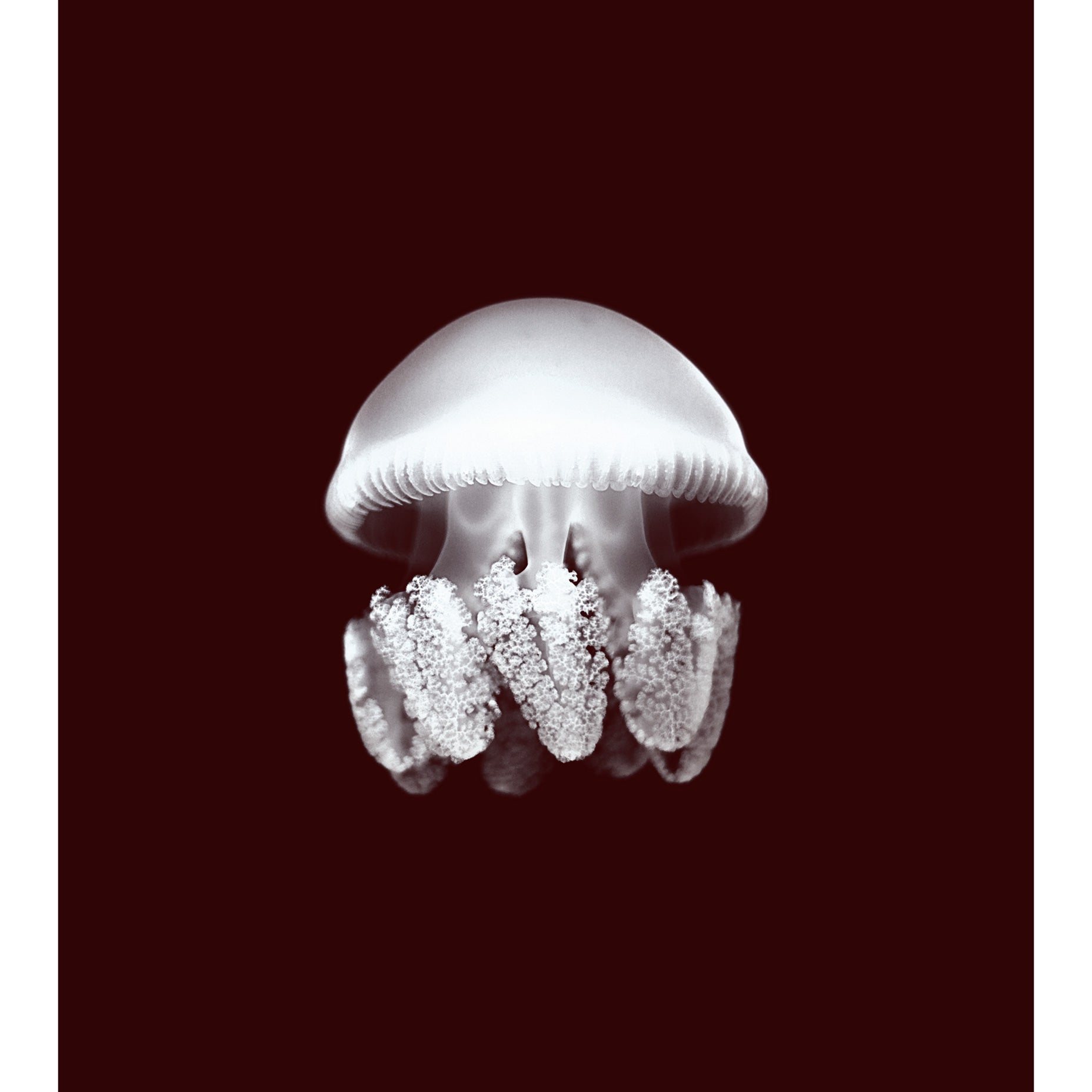 Jellyfish Animal Poster