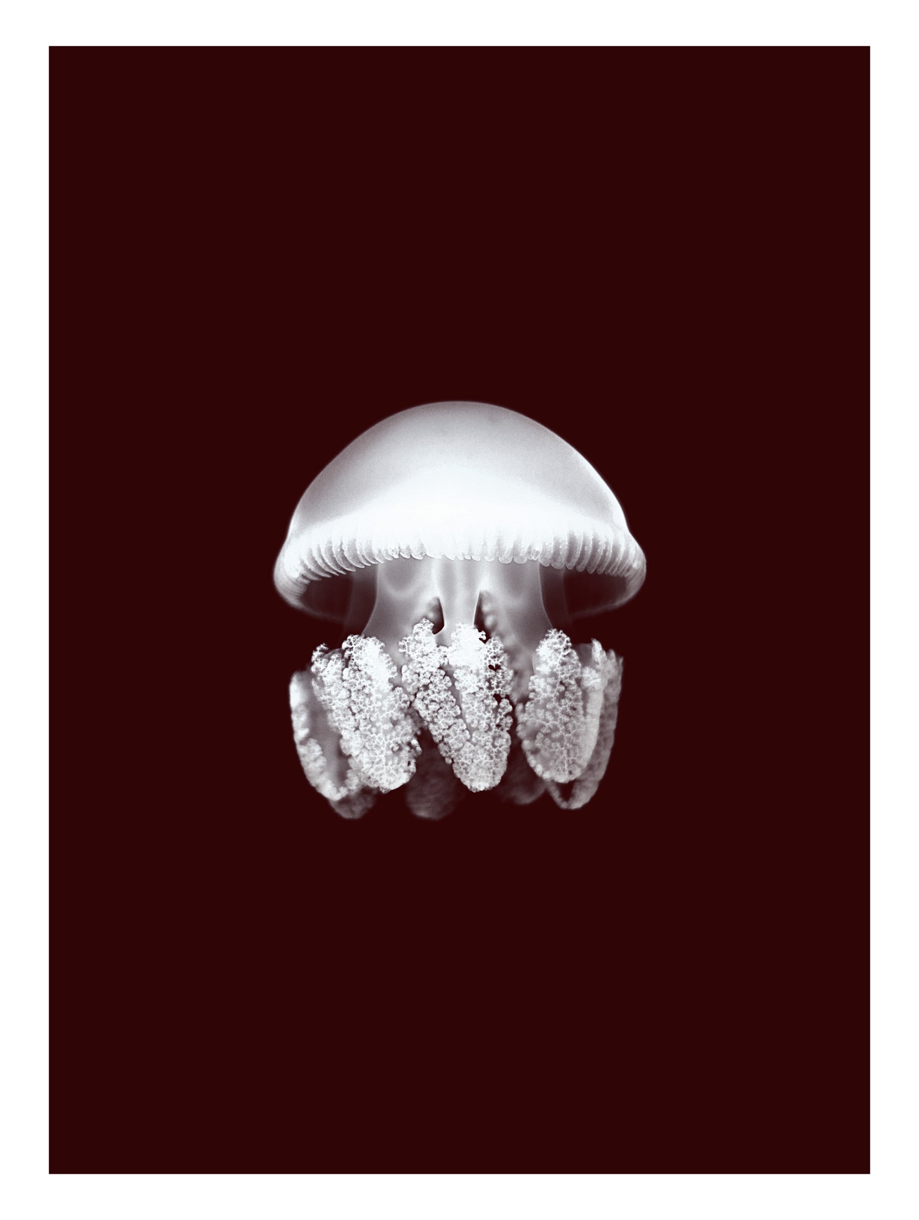 Jellyfish Animal Poster