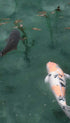 Koi Fish Animal Art Print