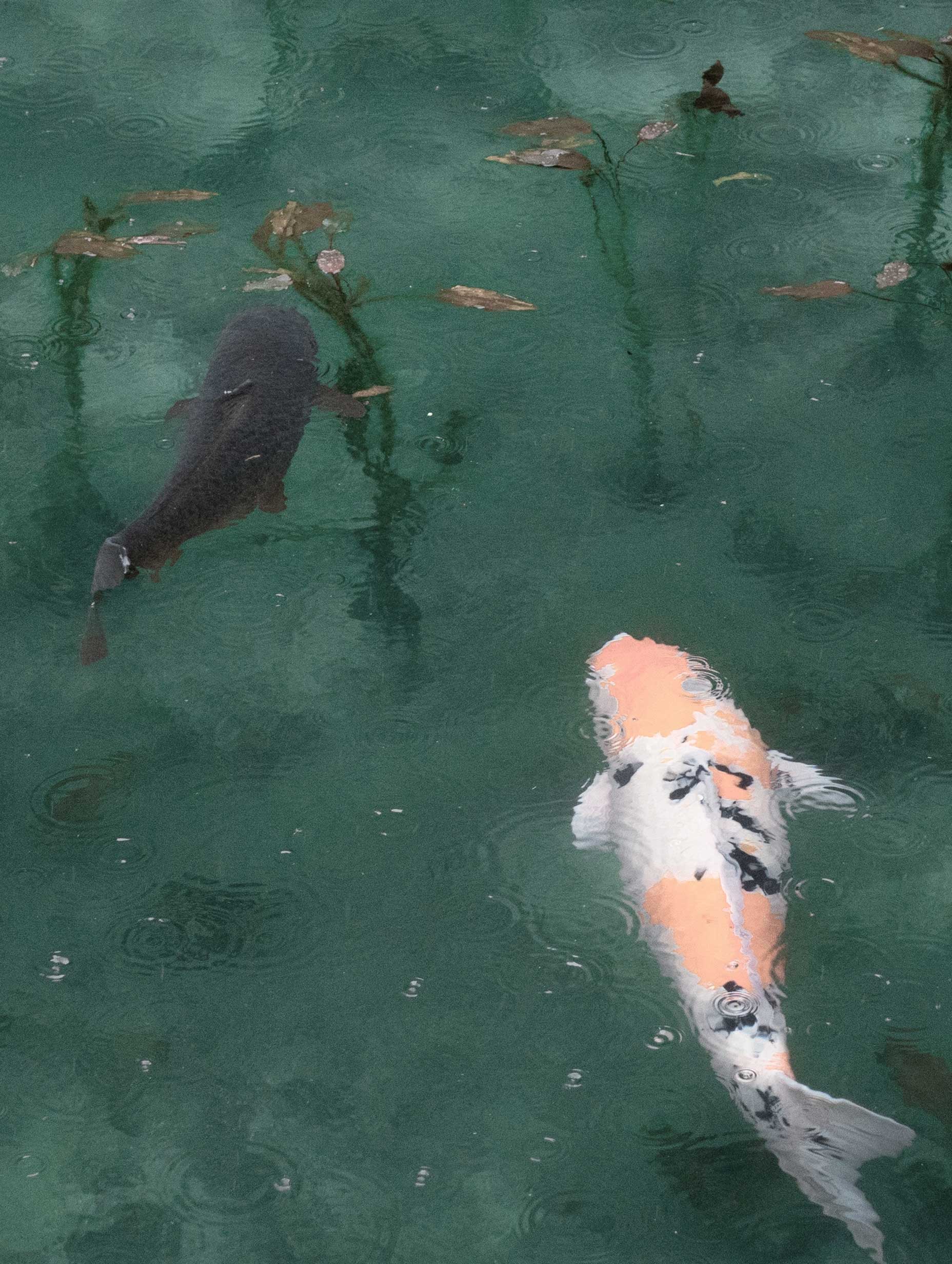 Koi Fish Animal Art Print