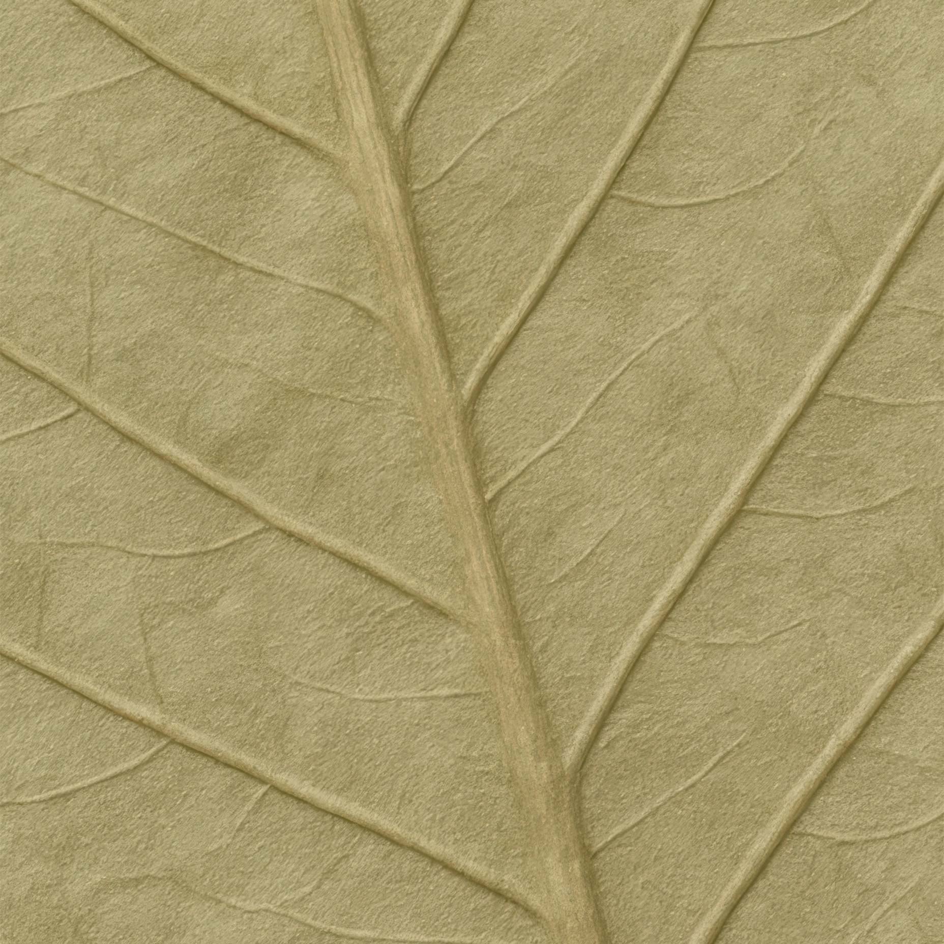 Leaf Texture Botanical Poster